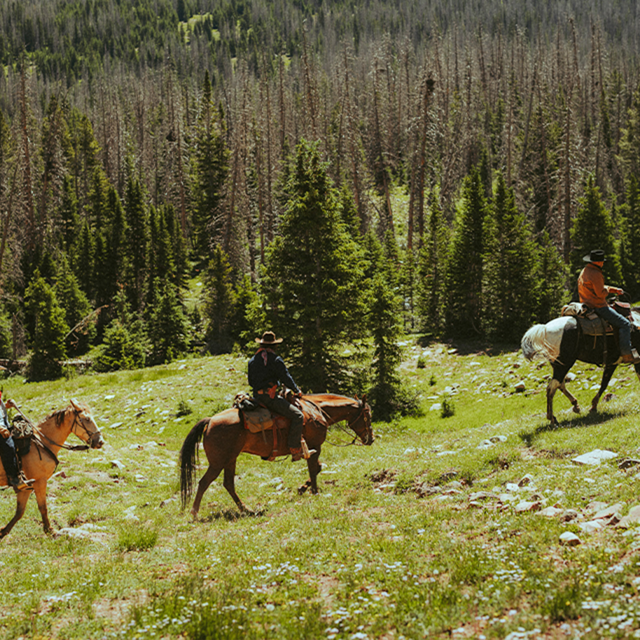 Three cowboys on horses.